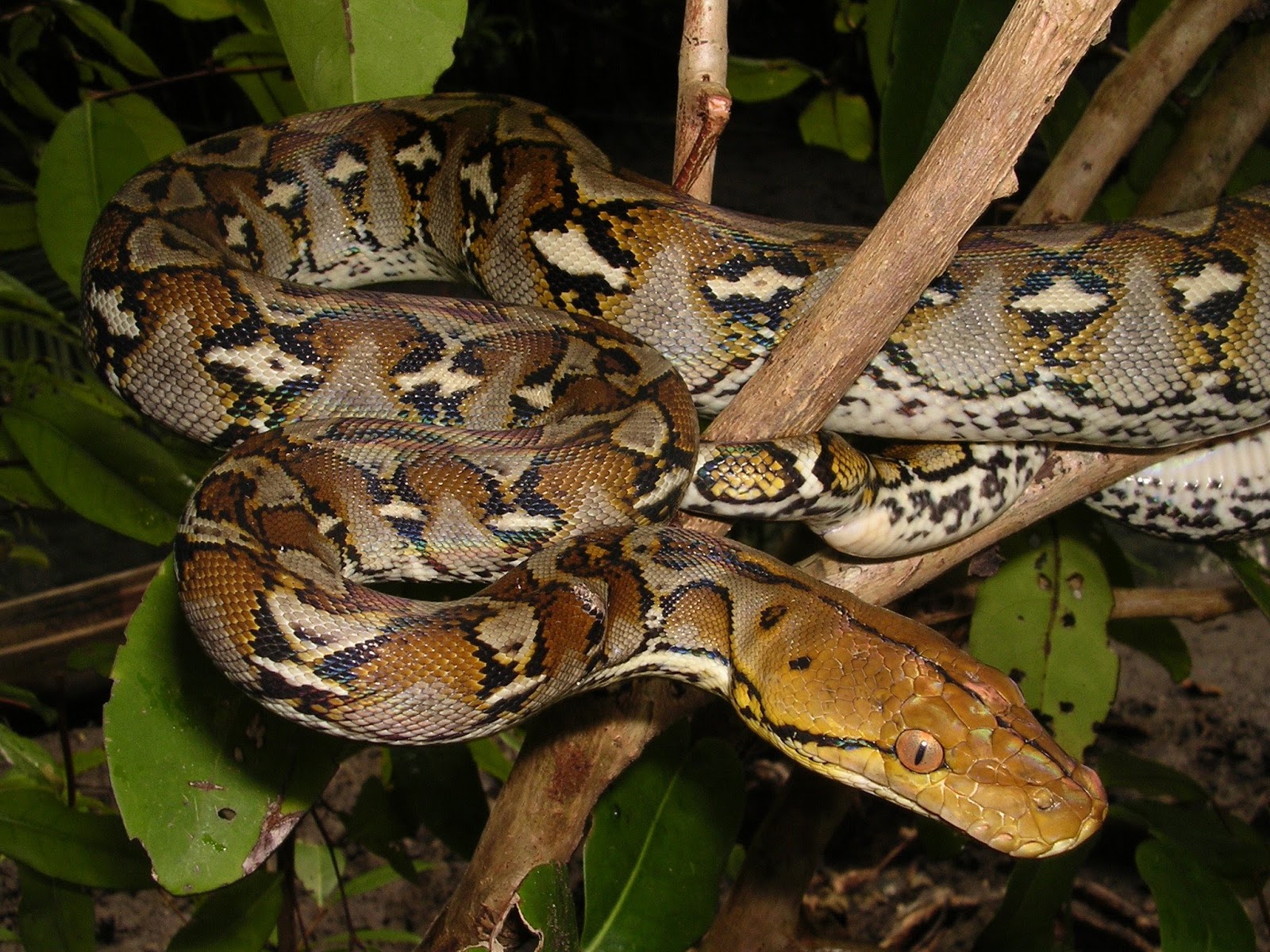 PITÓN RETICULADA (Python reticulatus) ENCICLOPEDIA DE ANIMALES MUNDIAL