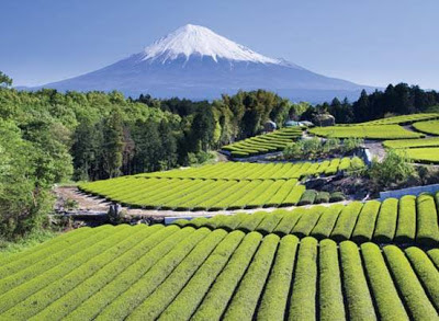 Φυτεία πράσινου τσαγιού στην Ιαπωνία.
