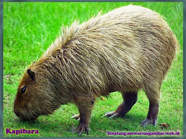 gambar binatang kapibara