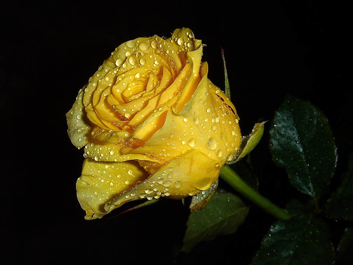 Слезы желтого цвета. Красивые желтые розы. Цветы желтые розы.