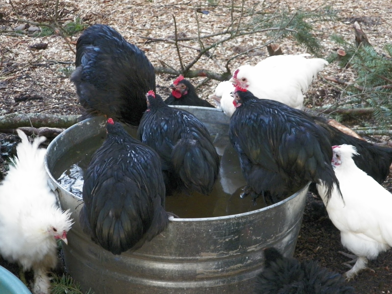Just Chickens... Ice Water For the Chickens