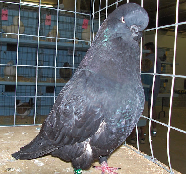 english long-faced tumbler pigeon, english long-faced tumbler pigeons, about english long-faced tumbler pigeon, english long-faced tumbler pigeon appearance, english long-faced tumbler pigeon breed, english long-faced tumbler pigeon breed info, english long-faced tumbler pigeon breed facts, english long-faced tumbler pigeon care, caring english long-faced tumbler pigeon, english long-faced tumbler pigeon color, english long-faced tumbler pigeon color varieties, english long-faced tumbler pigeon characteristics, english long-faced tumbler pigeon facts, english long-faced tumbler pigeon for flying, english long-faced tumbler pigeon history, english long-faced tumbler pigeon info, english long-faced tumbler pigeon images, english long-faced tumbler pigeon origin, english long-faced tumbler pigeon photos, english long-faced tumbler pigeon pictures, english long-faced tumbler pigeon rarity, english long-faced tumbler pigeon rearing, raising english long-faced tumbler pigeon, english long-faced tumbler pigeon size, english long-faced tumbler pigeon temperament, english long-faced tumbler pigeon tame, english long-faced tumbler pigeon uses, english long-faced tumbler pigeon varieties, english long-faced tumbler pigeon weight