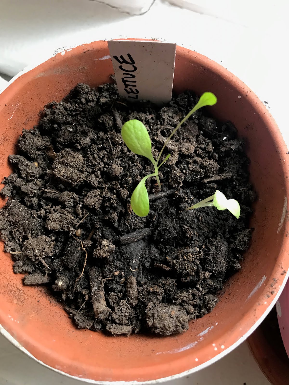 Transplanting Seedlings | Julie's Creative Lifestyle