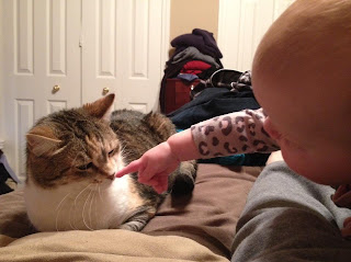 Tabby cat sniffing baby's hand  | Exclusively Cats Veterinary Hospital, Waterford, MI