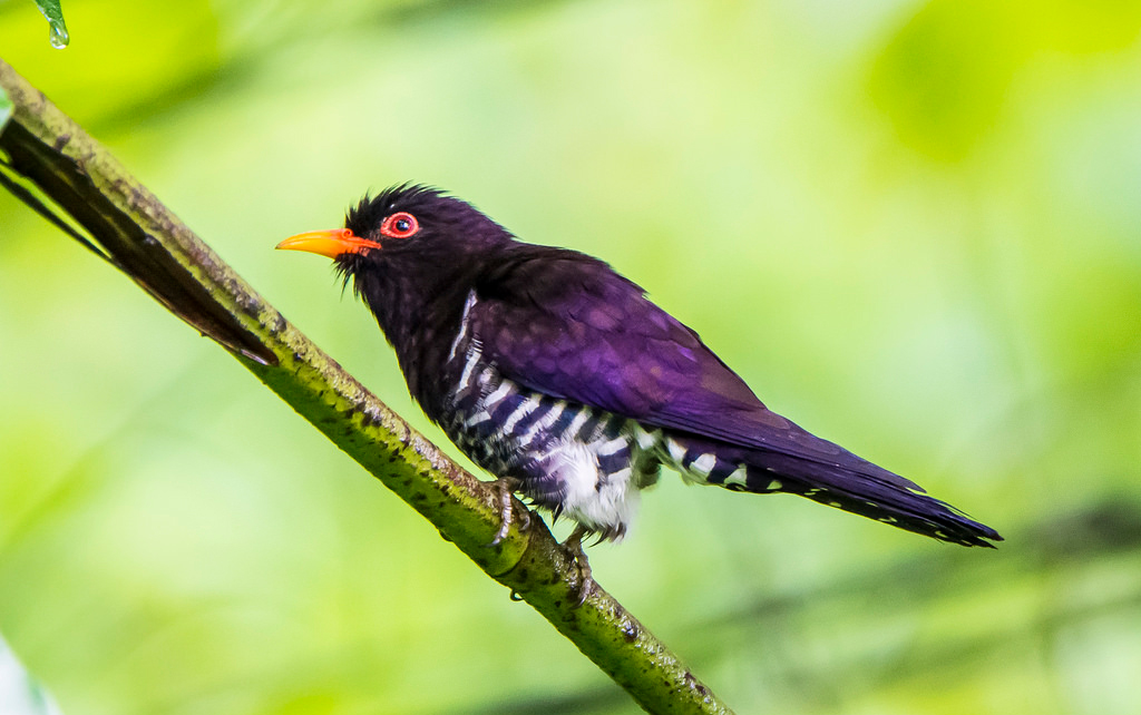 Klasifikasi Ordo Pada Aves  dan Contohnya Generasi Biologi