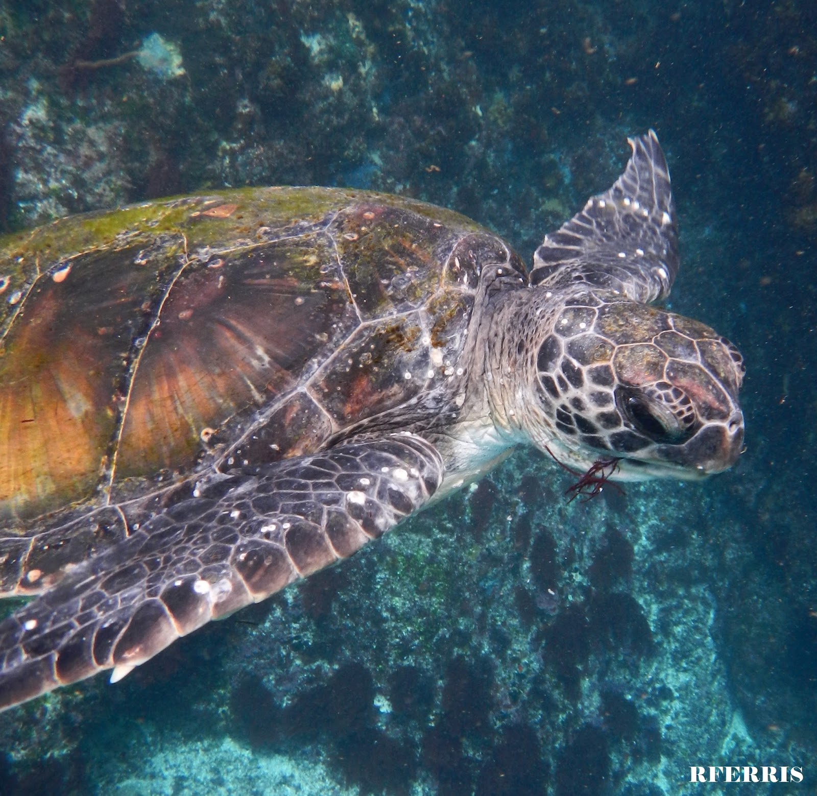 An Australian Wildlife Addict The Search for the Southern Sea Turtle