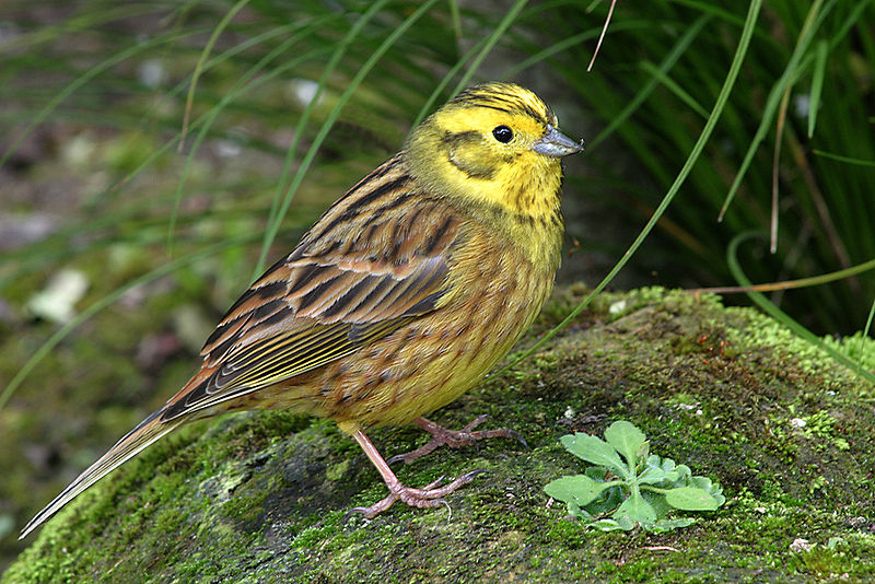 Yellowhammer Animals World