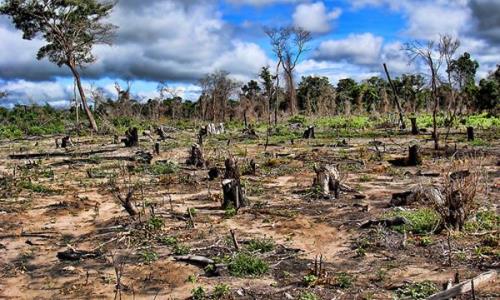 Noticias Ambientales de Argentina: Necochea: vecinos buscan evitar tala  indiscriminada