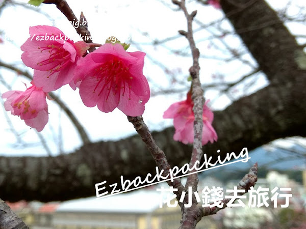 沖繩賞櫻自由行:行程安排+交通心得