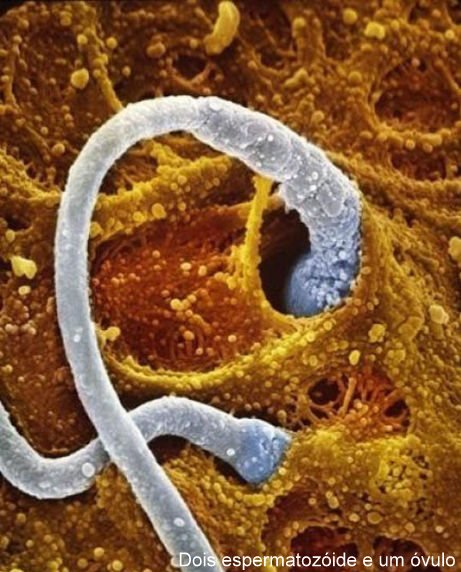 ciça science e outras histórias: Desenvolvimento Embrionário... Gestação...