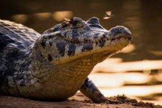 Featured image of post Oq Significa Sonhar Com Lagarto