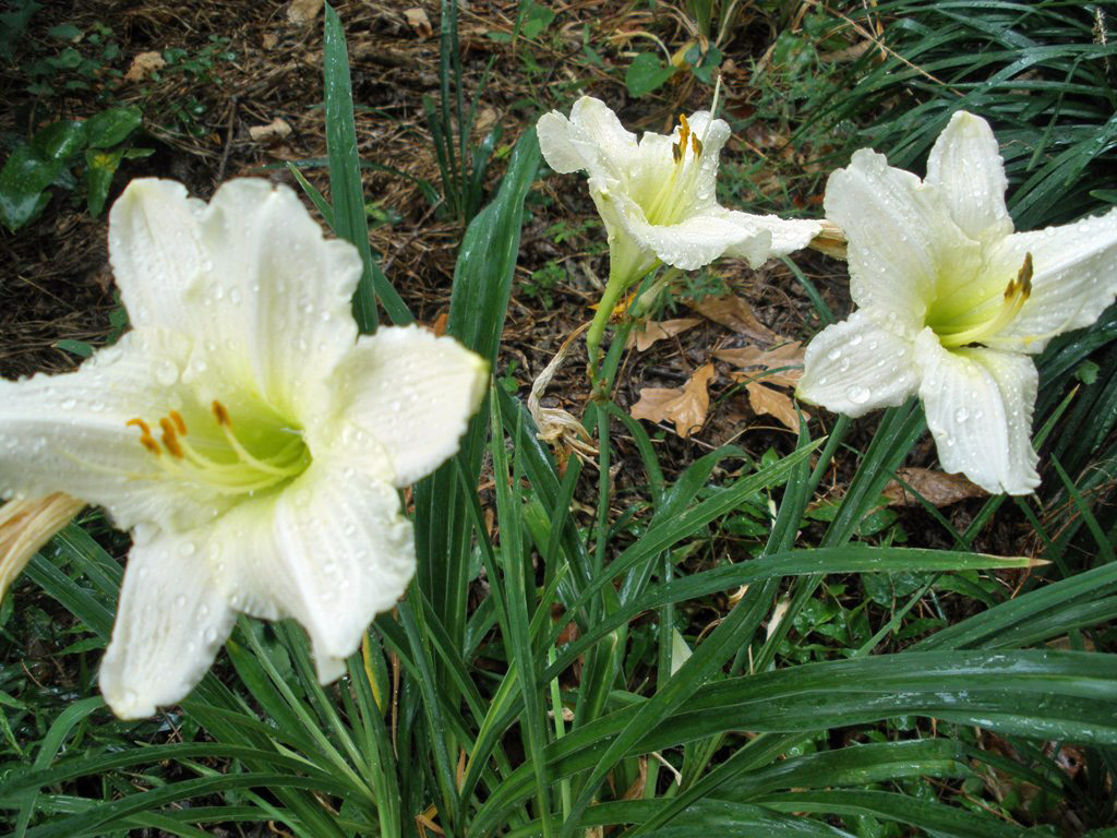 MARIETTE'S BACK TO BASICS: {Daylily Hemerocallis WHITE TUXEDO + SAD
