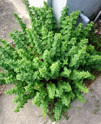 oregano plant