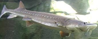  White Sturgeon ikan air tawar terbesar di dunia