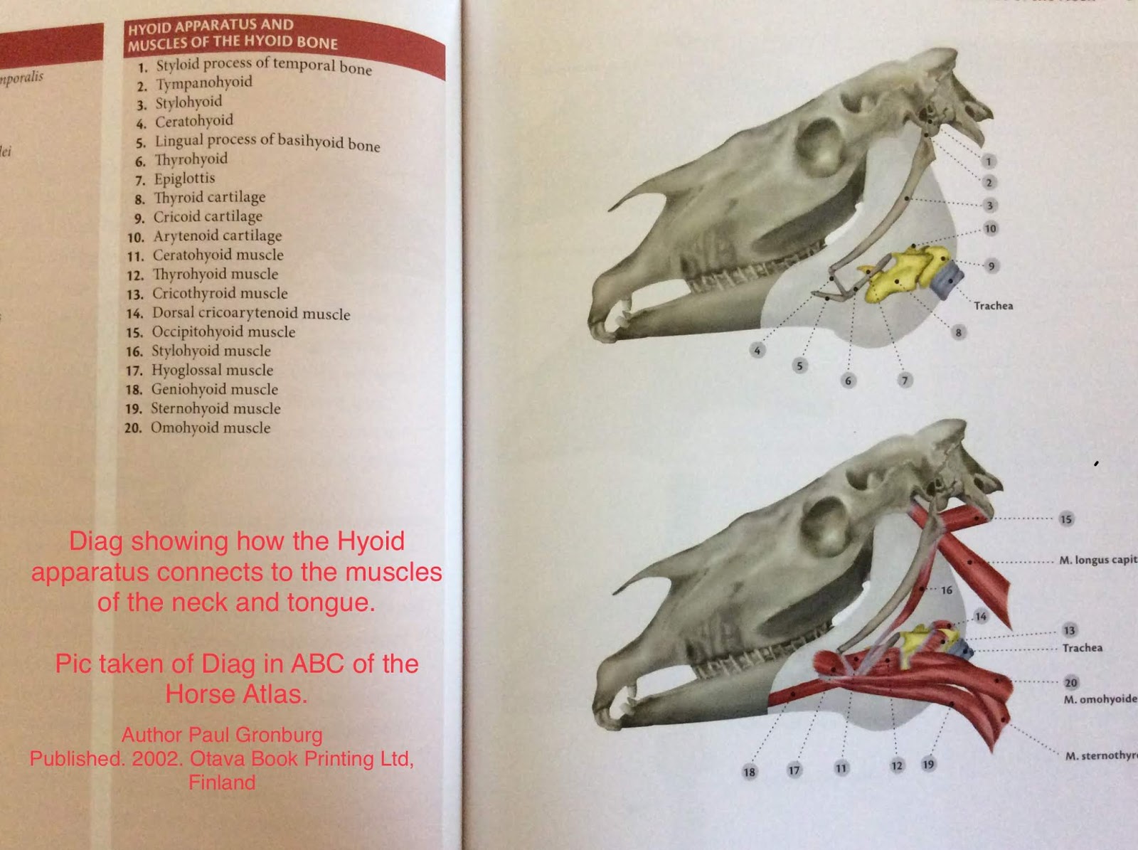 Horse Bit Fit Inside Your Horse's Mouth