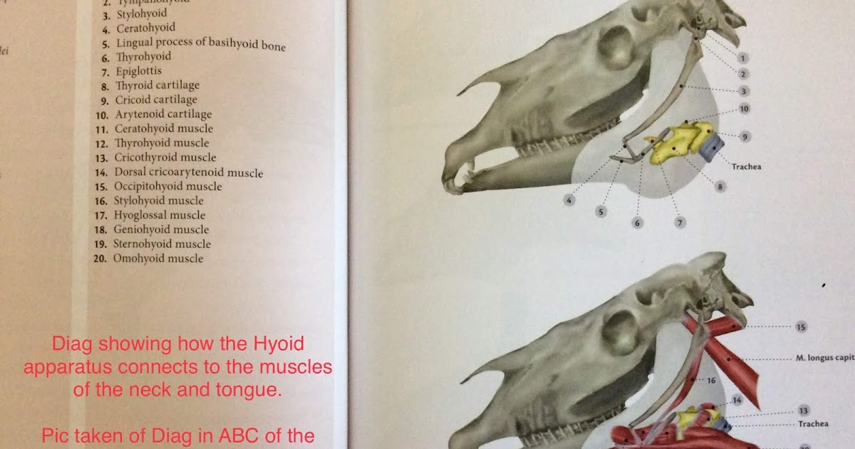 Horse Bit Fit Inside Your Horse's Mouth