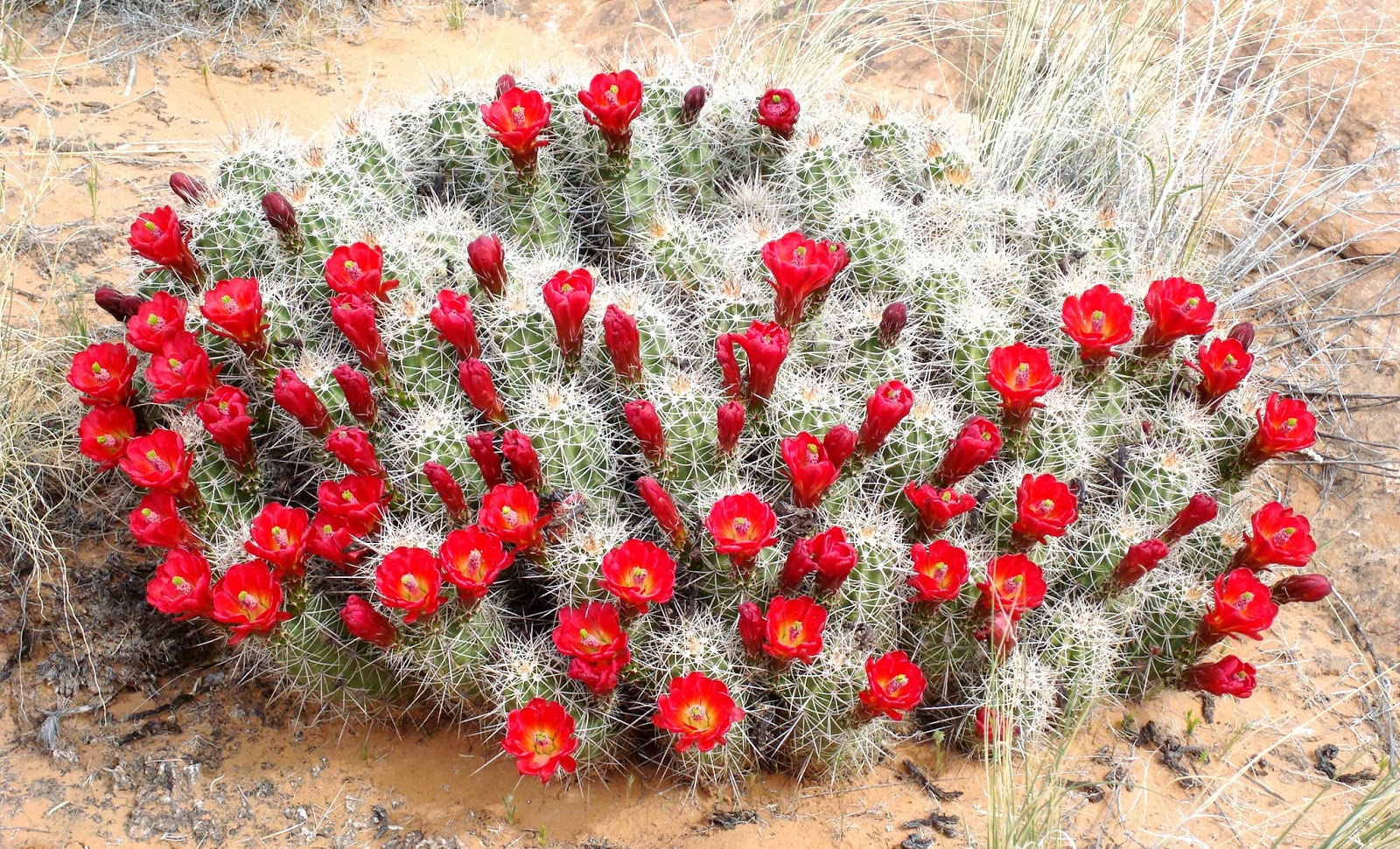 Prairiebreak The DANGEROUS Christmas Cactus!