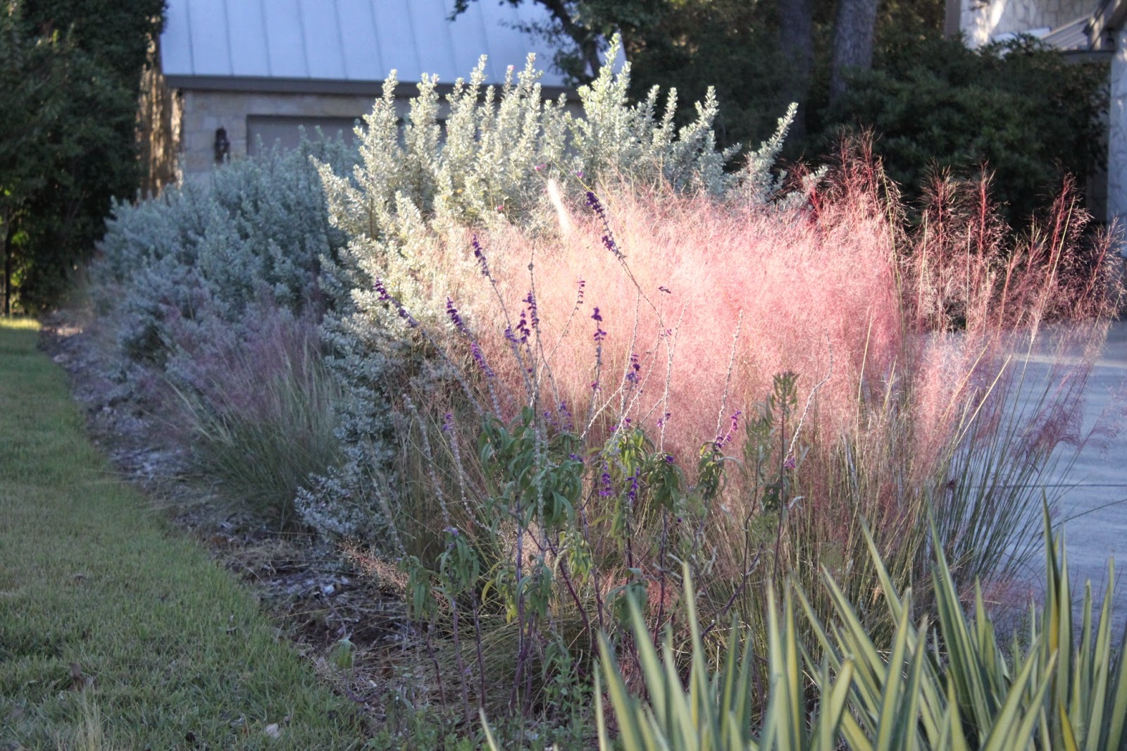 Мюленбергия В Ландшафтном Дизайне Фото – Telegraph