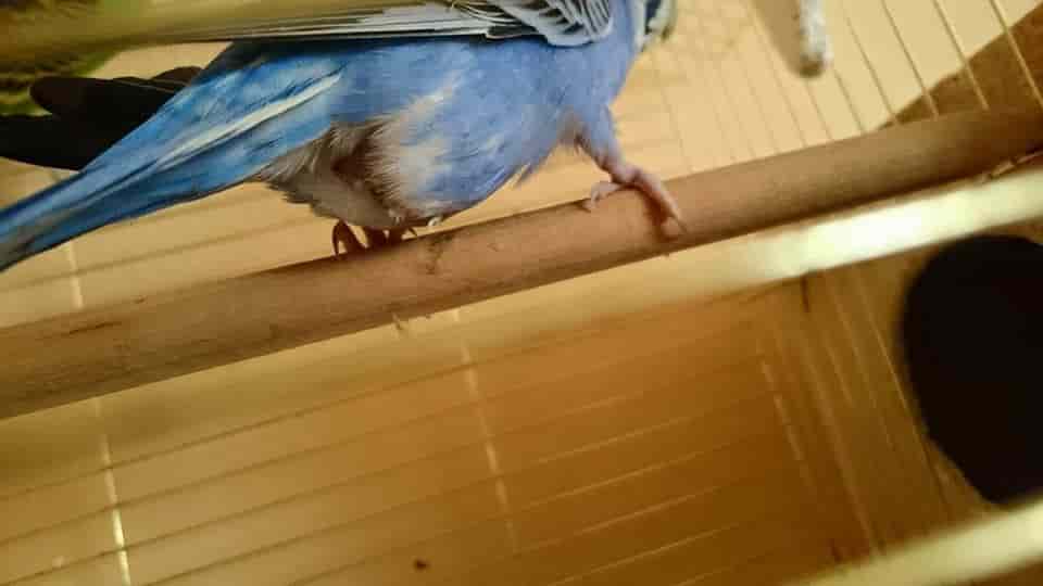 muhabbet kusu yumurta tikanmasi tedavisi