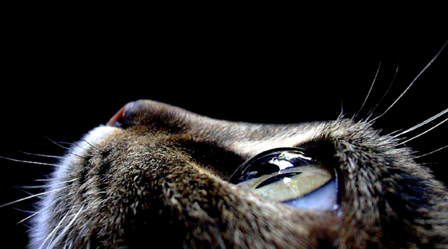 Download animals pictures cat eyes macro photography  Wallpaper