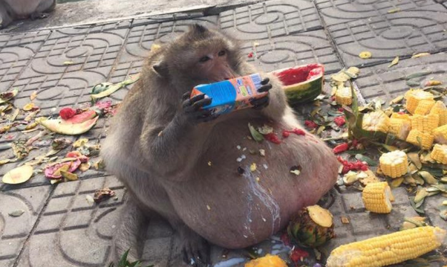 (Foto) Perut Monyet Boroi Melampau Akibat Terlalu Suka Makan (Foto) Perut Monyet Boroi Melampau Akibat Terlalu Suka Makan