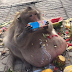(Foto & Video) Perut Monyet Boroi Melampau Akibat Terlalu Suka Makan