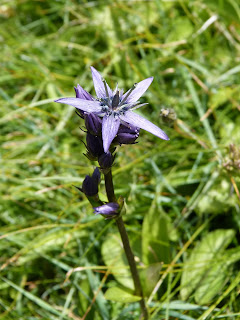 Fleur violette Pyrénées