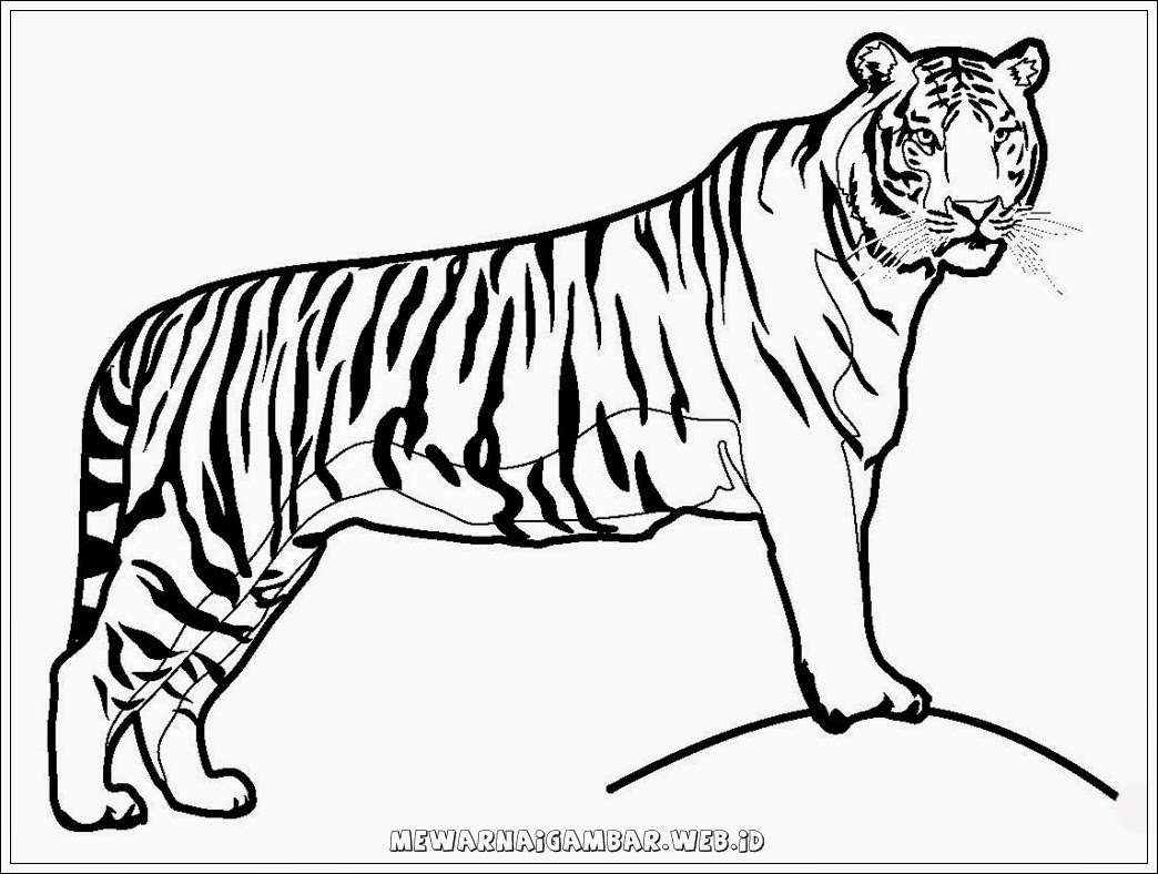 Gambar Kartun Harimau Lucu Terbaru | Top Gambar