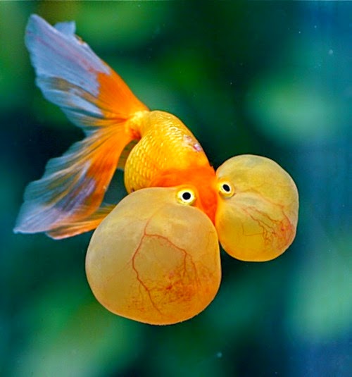 Funny Goldfish Bubble Eye Fun Animals Wiki, Videos, Pictures, Stories