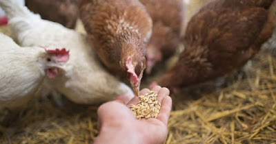 5 Pelajaran Hidup Paling Berharga dari Seekor Ayam