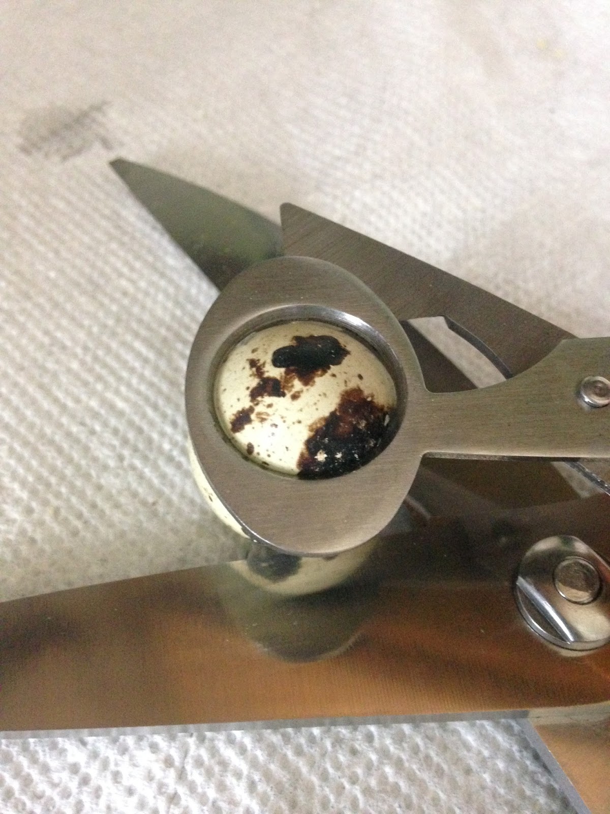 Midnight Acres Farm How to Crack a Quail Egg