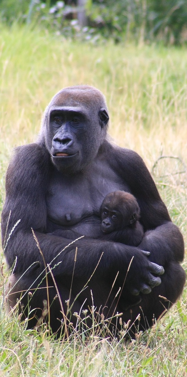 Gorilla mother and child .