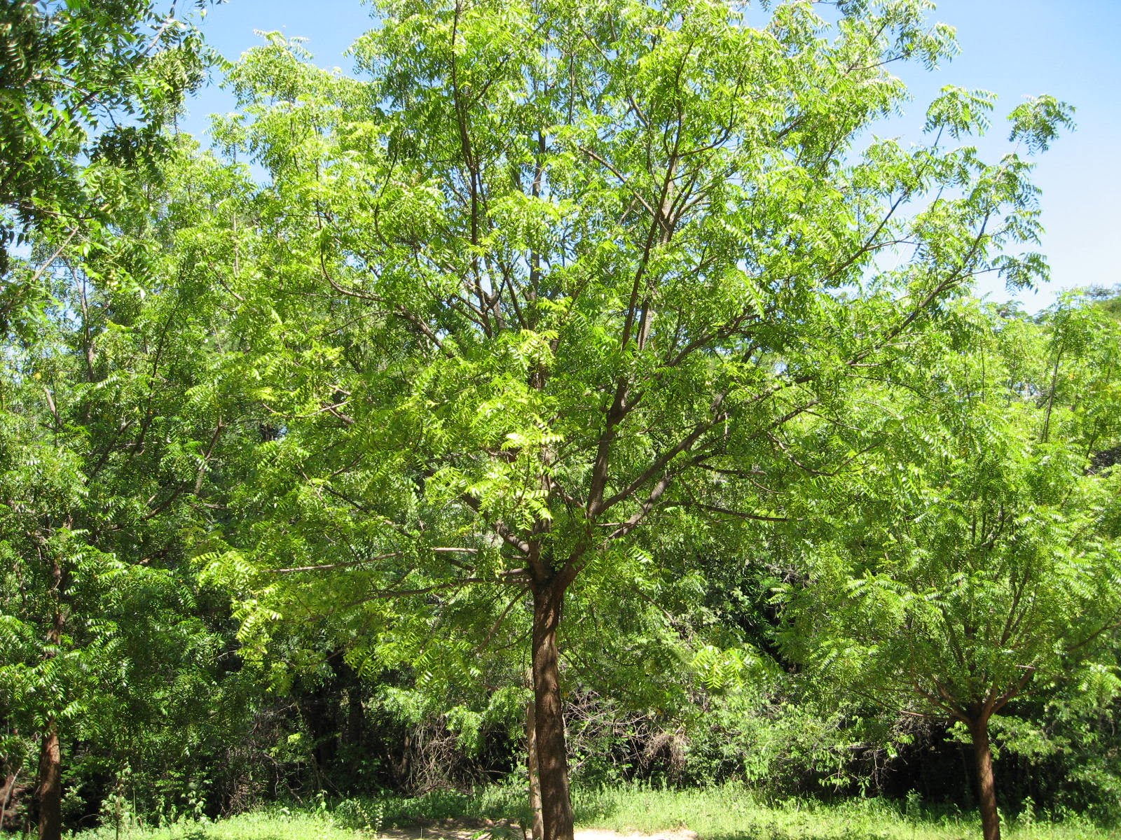 RW PAISAGISMO ÁRVORE NIM / NEEM INDIANO