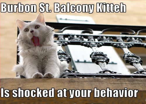 Click through for more! The three stages of Mardi Gras, as told by funny cat memes -- hilarious and cute lolcatz! via Devastate Boredom