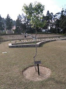 Historic sapling in Kohima war cemetery in Kohima.