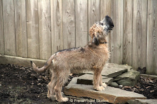 wheaten terrier development week