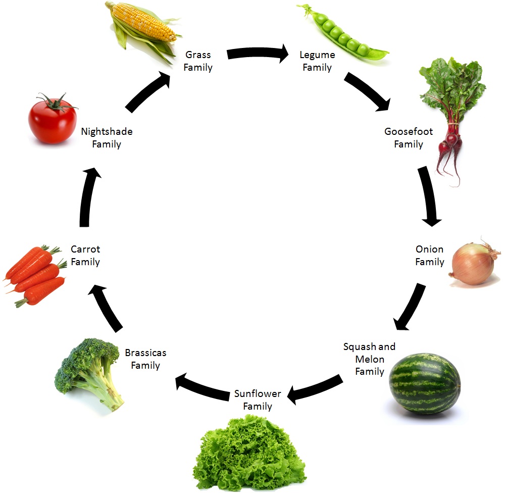 vegetable garden rotation planner