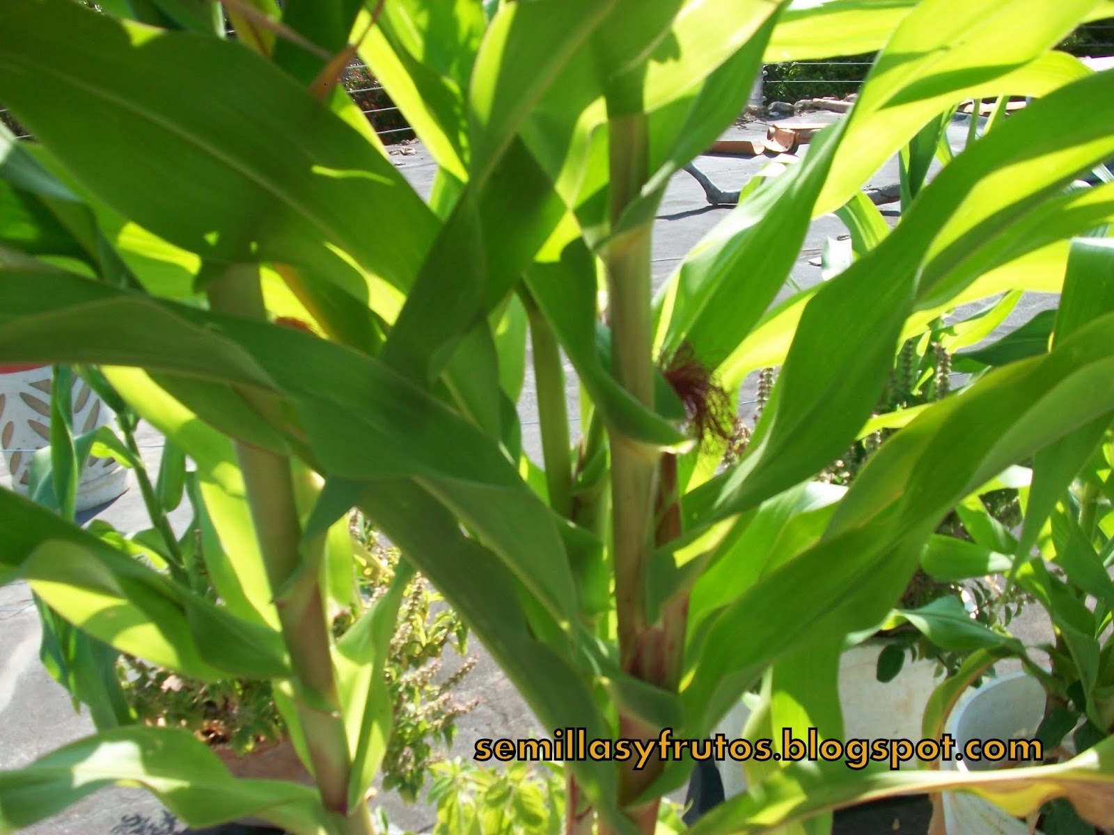 MI TECHO VERDE: MAIZ EN MACETAS