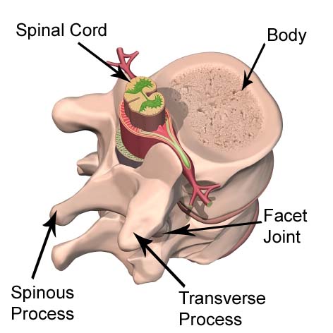 Madara's Epic Battle Between Anatomy and Physiology: Bone Stucture
