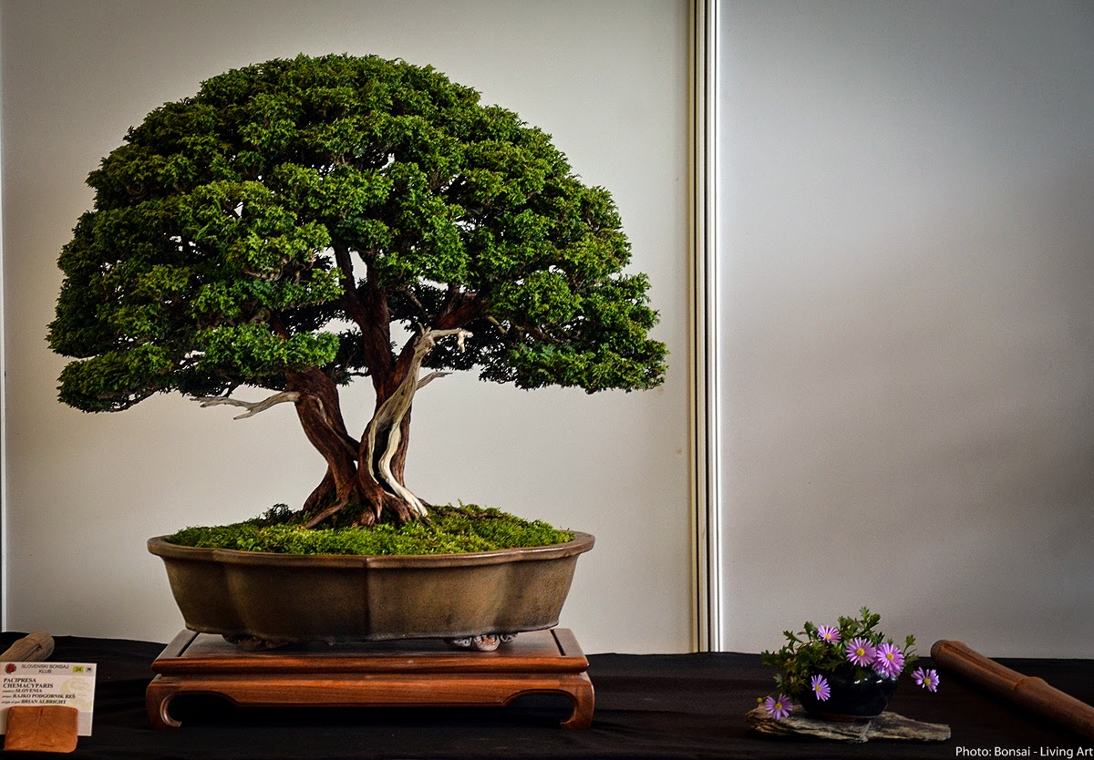 Bonsai Living Art Photos from the VI. International bonsai