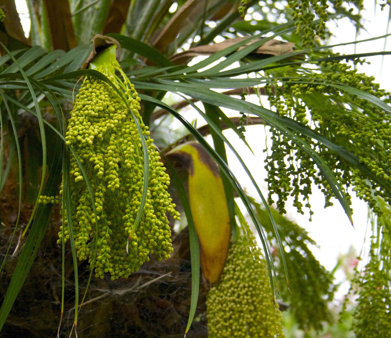 The Gardens of Petersonville: Palm Tree Blooms