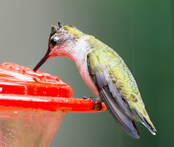 fall migration hummingbird throated ruby hurricanes birds va falls flying rain shelter church into