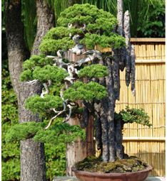 Cara Pengerdilan pada Bonsai