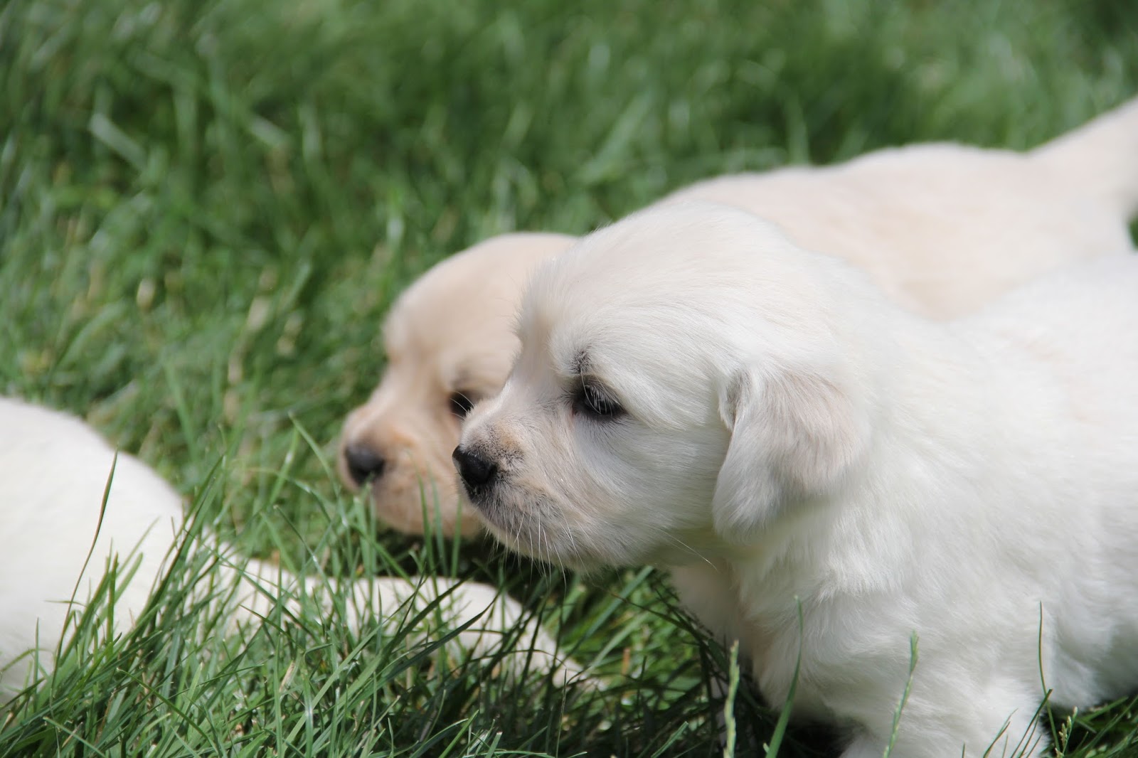 Yesteryear Acres - Doodle Days : White Golden Retriever Puppies