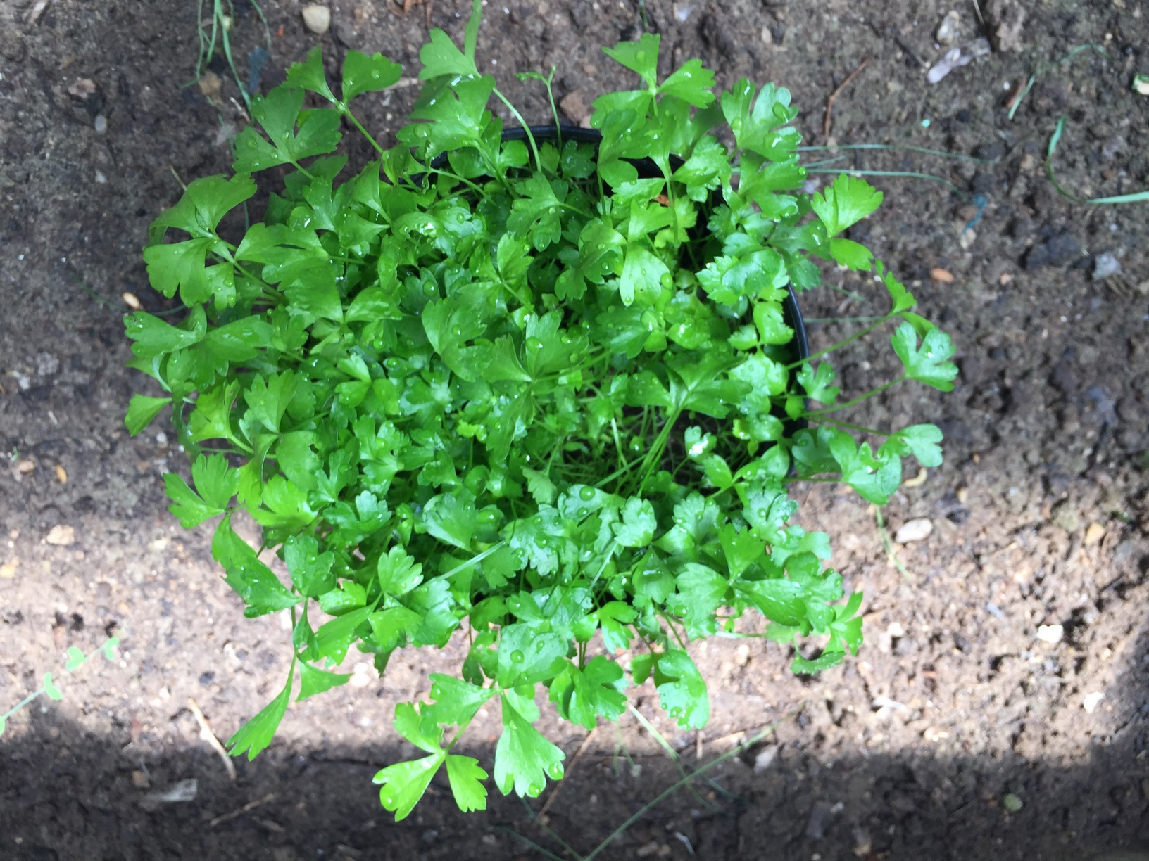 How To Grow Celery From Seeds