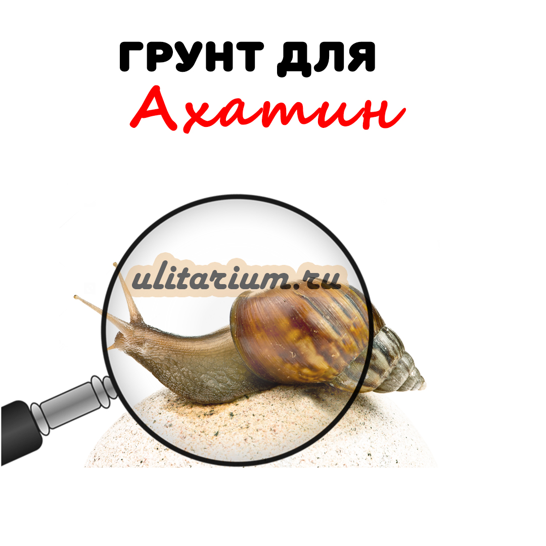 Улитариум - улитки ахатины, виды ахатин, кормление ахатин, правила ...