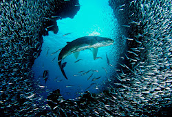 sea creatures underwater animals backgrounds wallpapers adventure hd