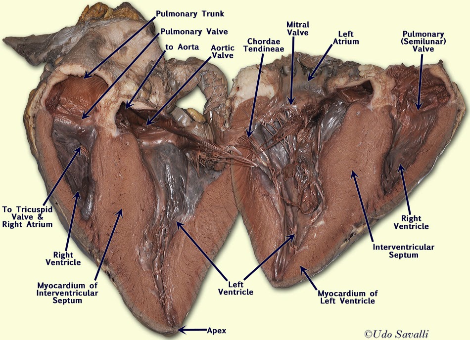 Anatomy And Physiology   The Heart Dissection