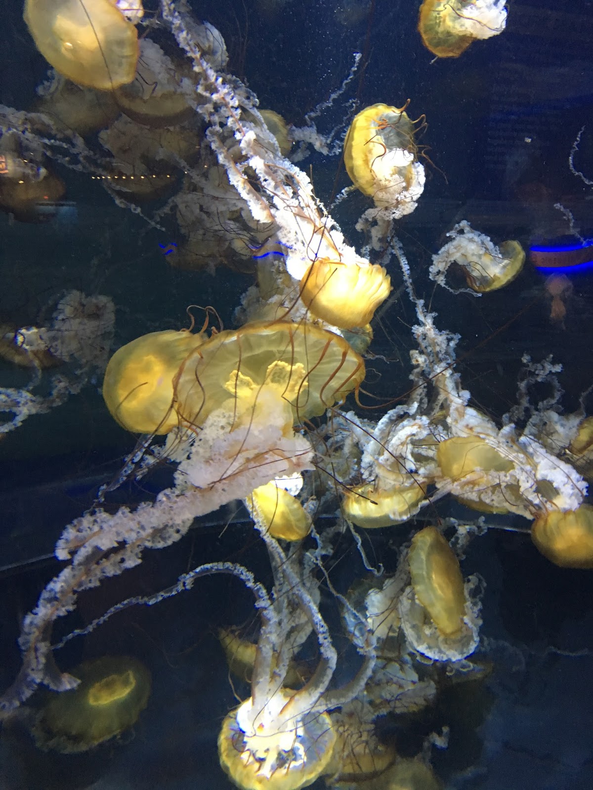 A Journey into the Past New Jersey State Aquarium