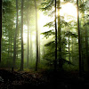 Anime Forest Wallpaper 4k